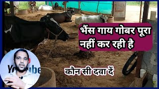 भैंस गाय गोबर पूरा नहीं कर रही है||अदकचरा कर रही है कौन सी दवा दे ||Gobar aada adura kar rahi h