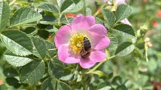 Blumen, Bienen, Hummeln mit Beispiel-Video gedreht mit dem Apple iPhone 13 Max Pro