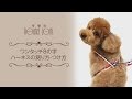『犬用ハーネス サイズの測り方』ワンタッチ8の時ハーネスの場合（帝塚山ハウンドカム）