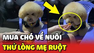 Cô gái mua chó POODLE về nuôi để thử lòng mẹ, ai dè nó thành 'CON RUỘT' của mẹ luôn  | Yêu Lu