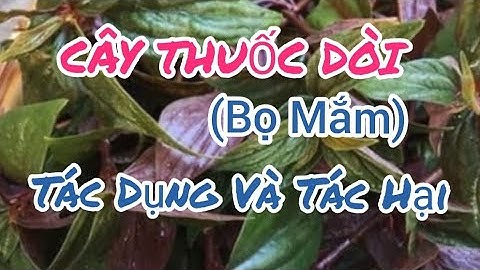 Tác Dụng Và Tác Hại Cây Thuốc Dòi (Bọ Mắm)