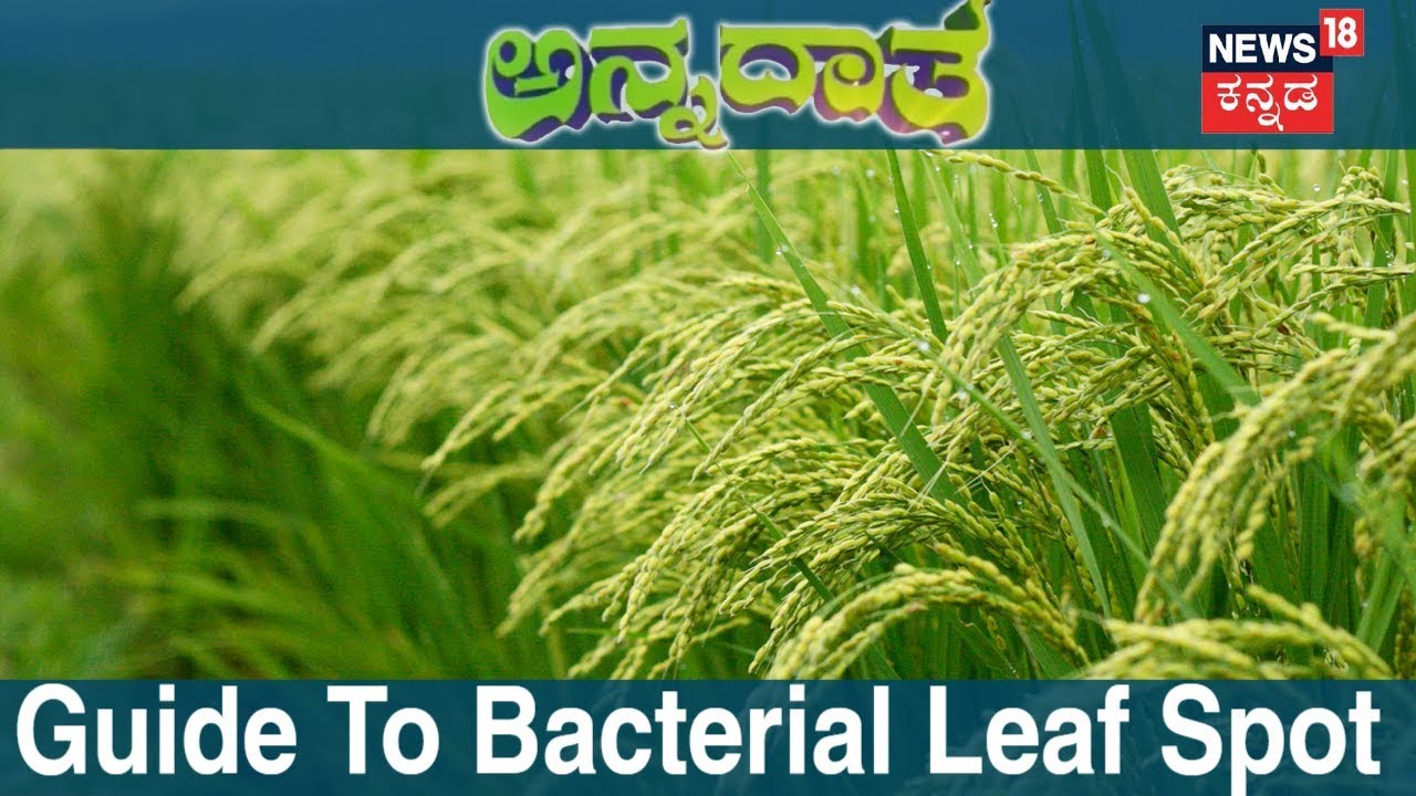 ಅನ್ನದಾತ | Control Measures Of Bacterial Leaf Spot | Oct 21, 2018