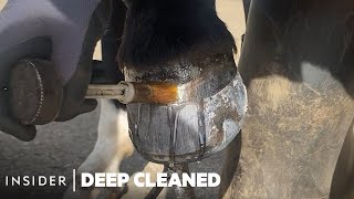 How Horse Hooves Are Deep Cleaned Deep Cleaned Insider