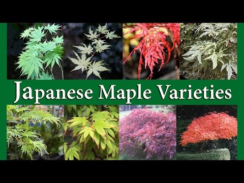 Japanese Maple Varieties