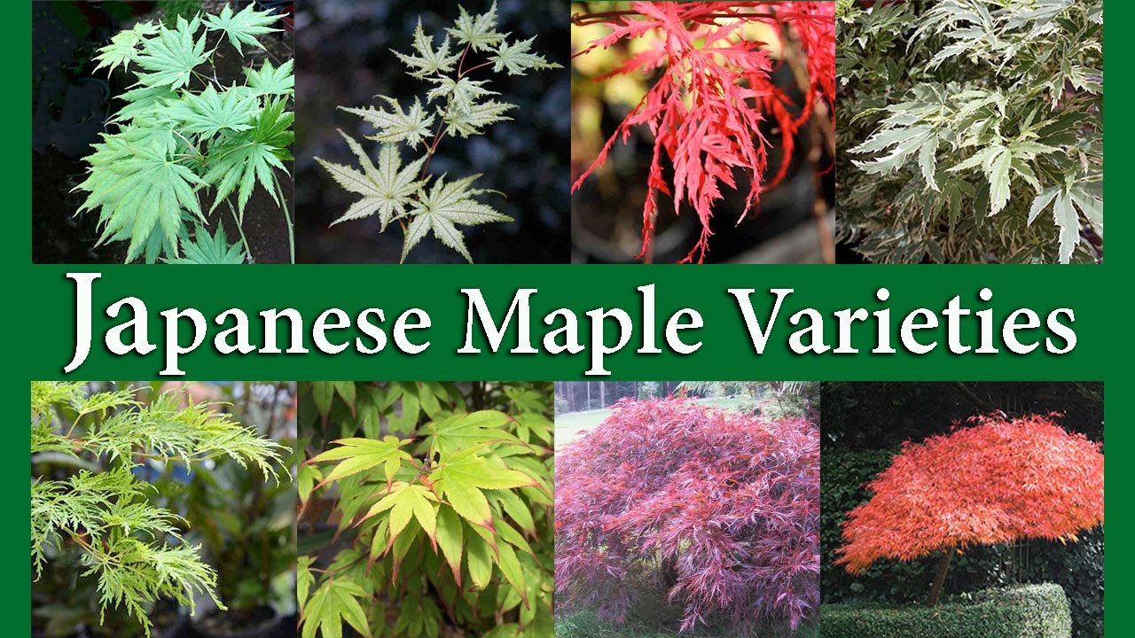 Japanese maple varieties images