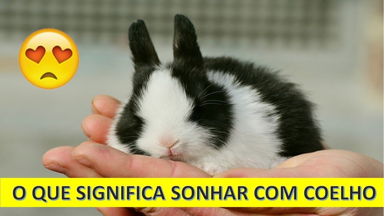 O que Significa sonha com coelho 🔵😱 Sonhar Coelho 🐰 Sonhar 🐇 - YouTube