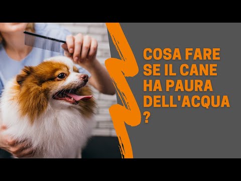 Video: Cosa significa cane da acqua?