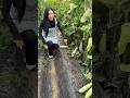 Long cucumber natural landscape garden and fresh cutting #viral #agriculture #trending