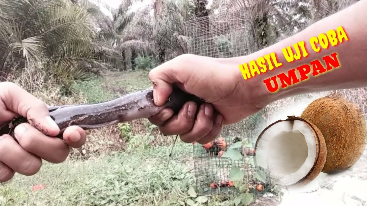 EXPERIMENT UMPAN BUBU KAWAT || perangkap ikan lele lembat 