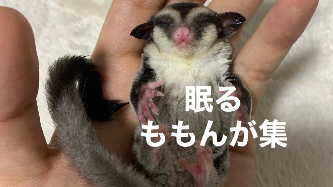フクロモモンガ 飼ってみた 眠る赤ちゃんモモンガ集 Youtube