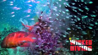 Beautiful footage of Glassfish - Similan Islands, Thailand