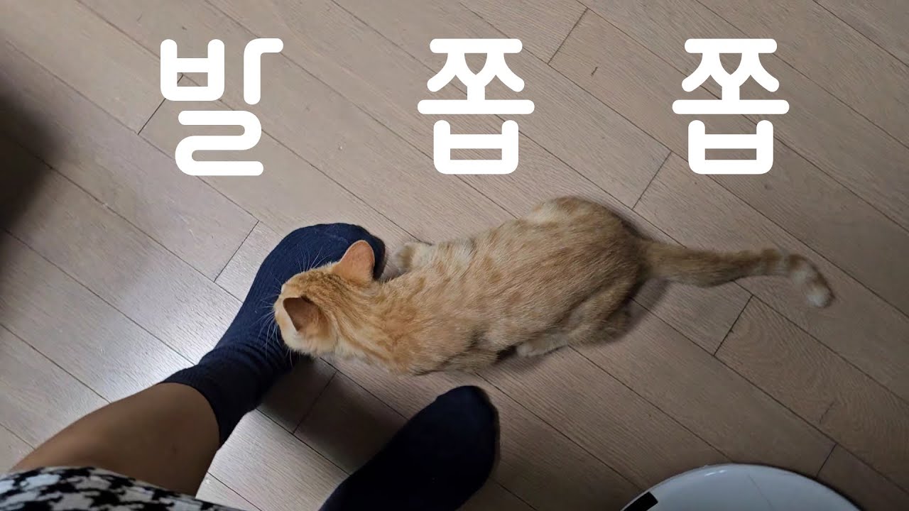 왜 발을 쫍쫍하니 _Why do you suck my foot?