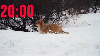 🐶Winter  Puppy Timer with Music (20 MINUTES)