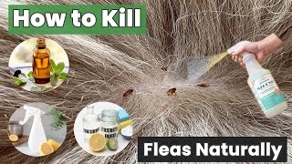 How to Kill Fleas Naturally & Keep Them Away FOREVER! – Without Using Chemicals!