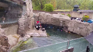 Sea Otter- Vancouver Aquarium