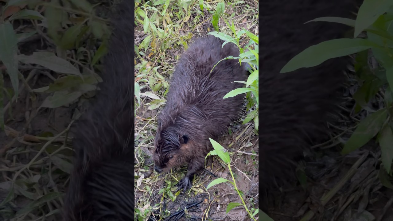 American Beaver - the largest rodent in North America & the second largest in the world 