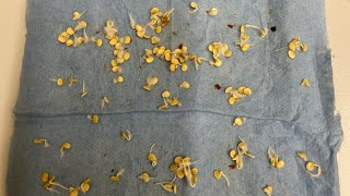 Exclusive How I Germinate my Pepper Seeds using the Paper Towel Method - March 01, 2023 Information