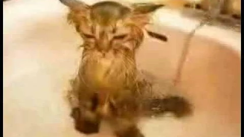 Wet Pussy