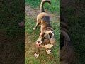 böyle bir Çapar köpek görülmedi