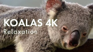 KOALAS 4K Relaxation Music For Stress Relief