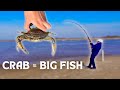 Beach Fishing For Huge Fish Using CRAB As Bait!!