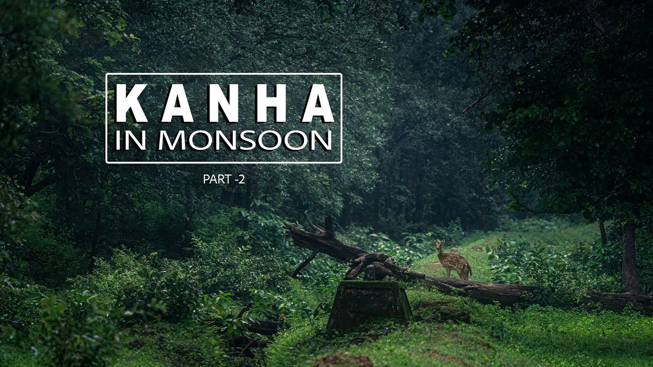 Kanha In Monsoon | Gidhli Ghogra | Outpost 12 By Sinali Experience