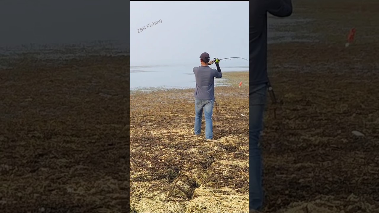 Snakehead live attack 🎣 frog fishing videos 🎣 fishing video 