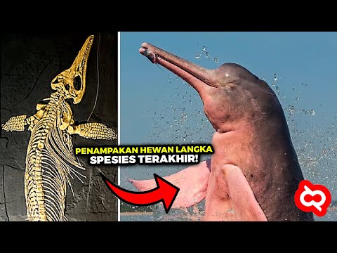 Video: Apa itu spesies yang punah?