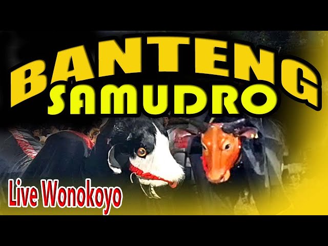 BANTENG SAMUDRO MBEROT SERU FEAT BANTENG GUO SURO LIVE WONOKOYO KEDUNGKANDANG class=