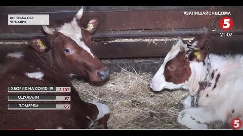 "Не можна ні копійки заробити, а вночі стріляють": які наслідки карантину для фермерів Донеччини