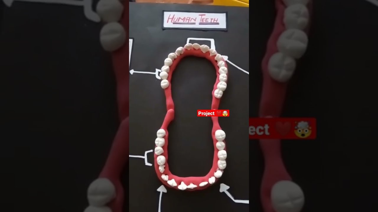 Science Project 🦷 Human Teeth Model 🤯| Hidden Talents | 