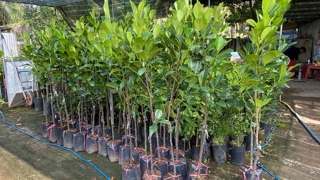 Mít Ruột Đỏ Xơ Vàng cây lỡ trồng dặm nhanh thu hoạch 