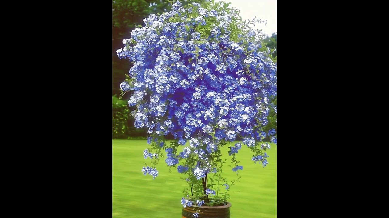 Stmmchen 'Plumbago' im 1,5-Liter Topf - 1 Pflanze