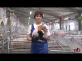 Промо-ролик для компании АО &quot;Правдинское свино производство&quot;.