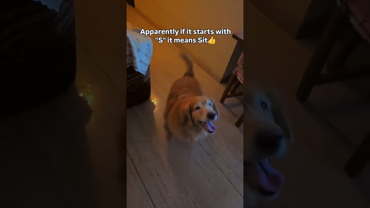 Everything that starts with S means Sit #funnydogs