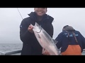 Salmon trolling on the chasin crustacean 07232018