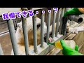 ホッキョクグマ フブキ はじめての採血 【生後8カ月】