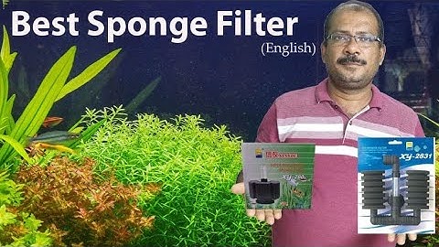 Best Double Sponge Filter|English|