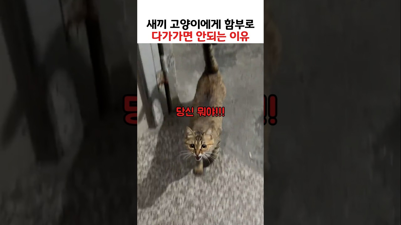 새끼 고양이에게 함부로 다가가면 안되는 이유