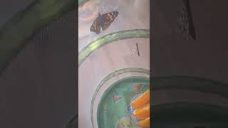 The butterflies have hatched! 🦋 #butterfly #Fyp #shorts