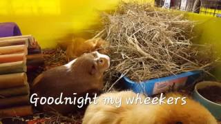 Guinea pigs bedtime