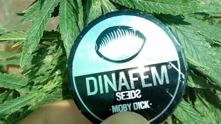 Moby Dick .Dinafem.Floracion Parte 1 Don Cultiveta