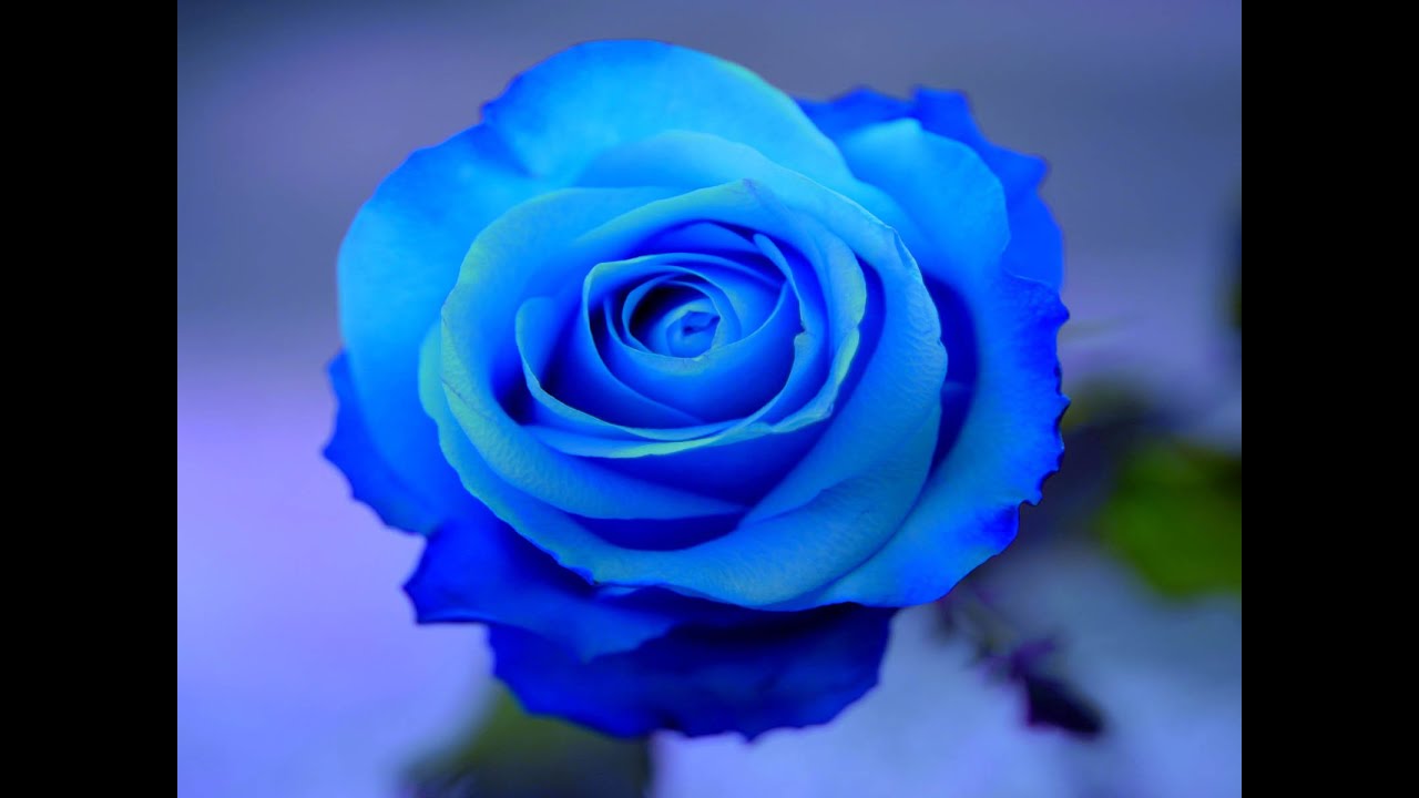 💙 The Bright Blue Rose ☘️ YouTube