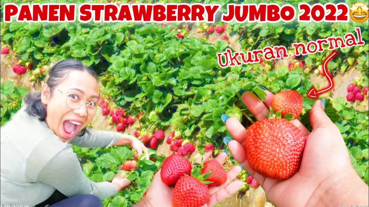 PANEN STRAWBERRY JUMBO DAPAT BANYAK BANGET!!