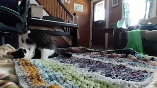 Cat Battle. Georgie & Ralphie Episode 1