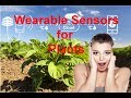 · 可穿戴石墨烯感測器可測量農作物用水量