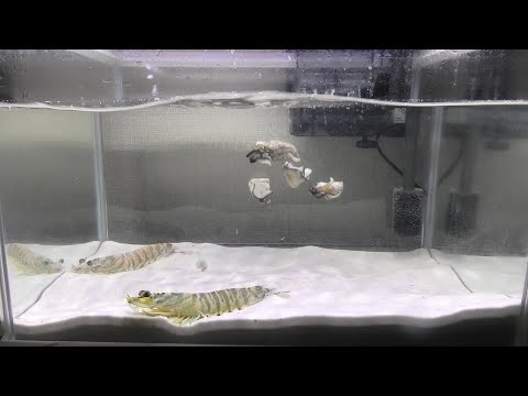 When supermarket shrimp were fed dead oysters - YouTube