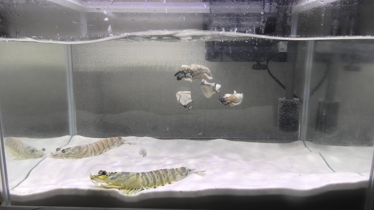 When supermarket shrimp were fed dead oysters - YouTube