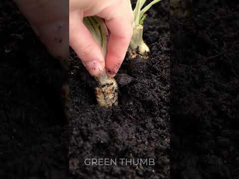 The MOST Surprising Garden Hacks You'll Love! 💚🍓