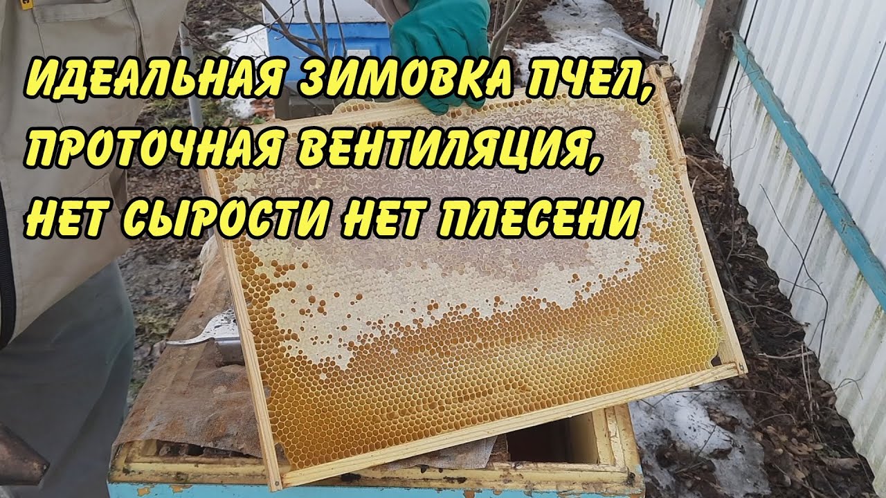 идеальная зимовка пчел, проточная вентиляция, нет сырости нет плесени ...